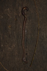 Octodrilus complanatus