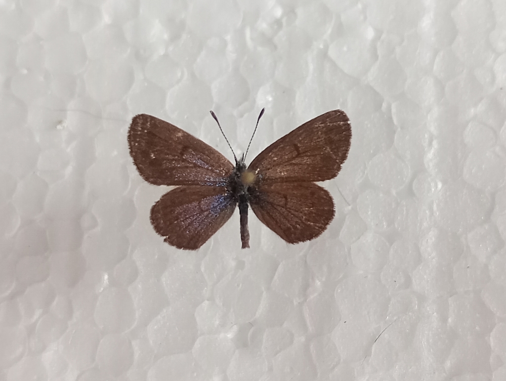 Turanana panaegides