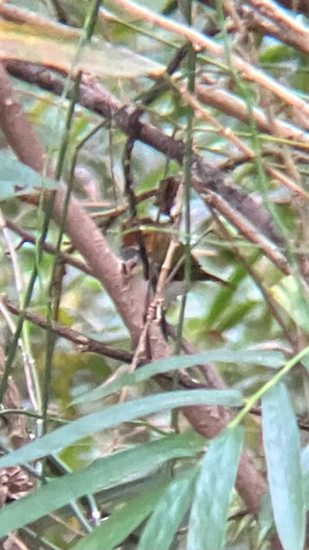 Rufous-faced Warbler
