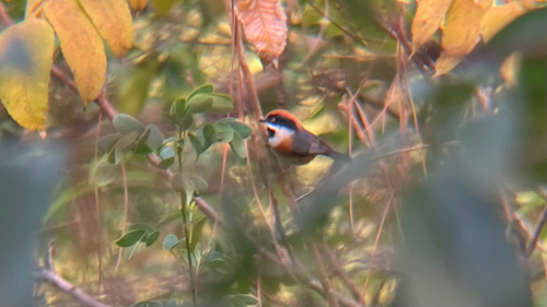Black-throated Tit