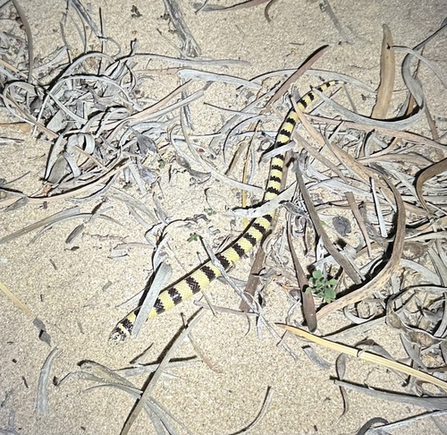 West Coast Banded Snake sighting