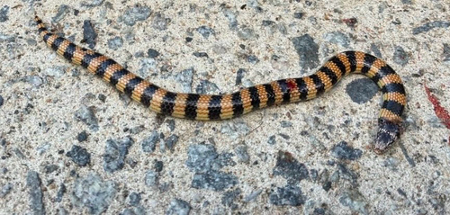 Southern Desert Banded Snake sighting