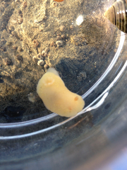 Cadlina modesta