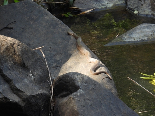 Yellow-spotted Keelback