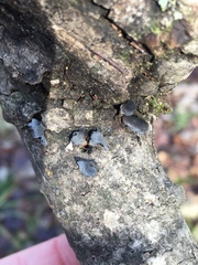Resupinatus alboniger