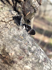 Resupinatus alboniger