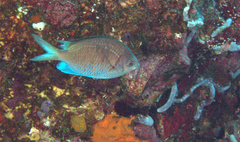 Chromis alpha