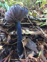 Entoloma subcarneum