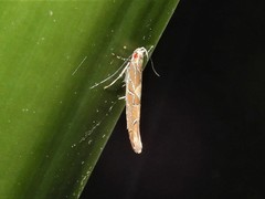 Pyroderces apparitella
