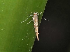 Pyroderces apparitella