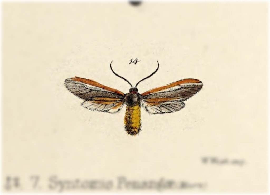 Phauda mahisa