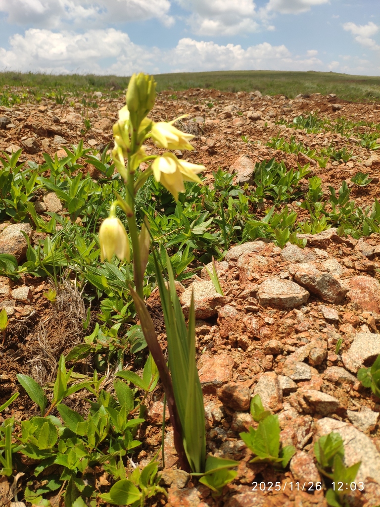 Eulophia cooperi