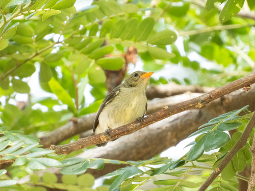 Scarlet-headed Flowerpecker (Dicaeum trochileum), photo 3