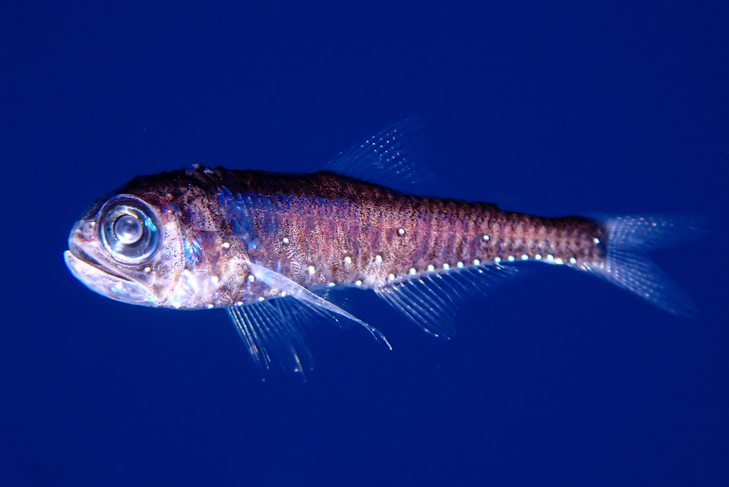 Smallfin Lanternfish