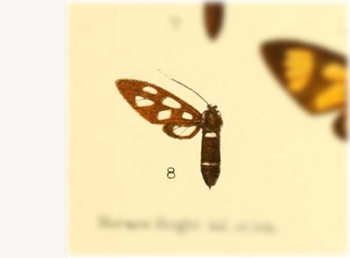 Trichaetoides separabilis