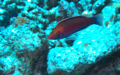 Cirrhilabrus beauperryi