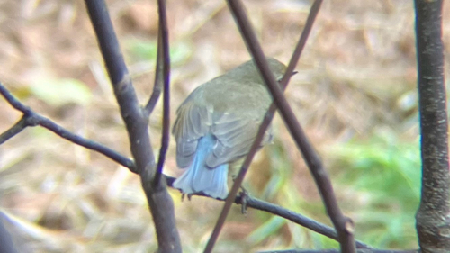 Red-flanked Bluetail