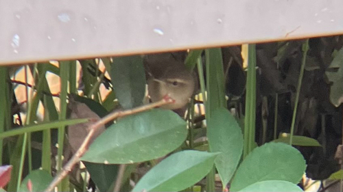 Brownish-flanked Bush Warbler