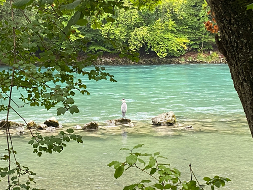 Gewöhnlicher Graureiher