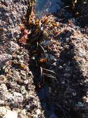 Laminaria sinclairii