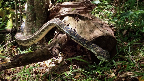 Coastal Carpet Python sighting
