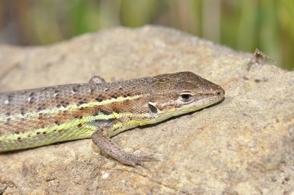 Western Psammodromus