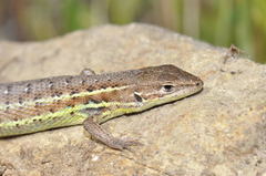 Psammodromus occidentalis
