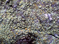 Flavoplaca citrina