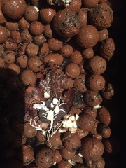 Fungi
