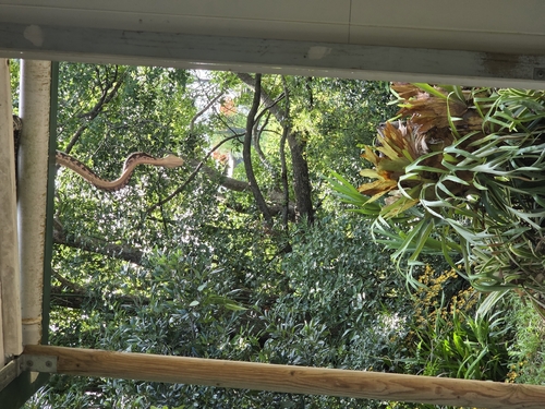 Coastal Carpet Python sighting