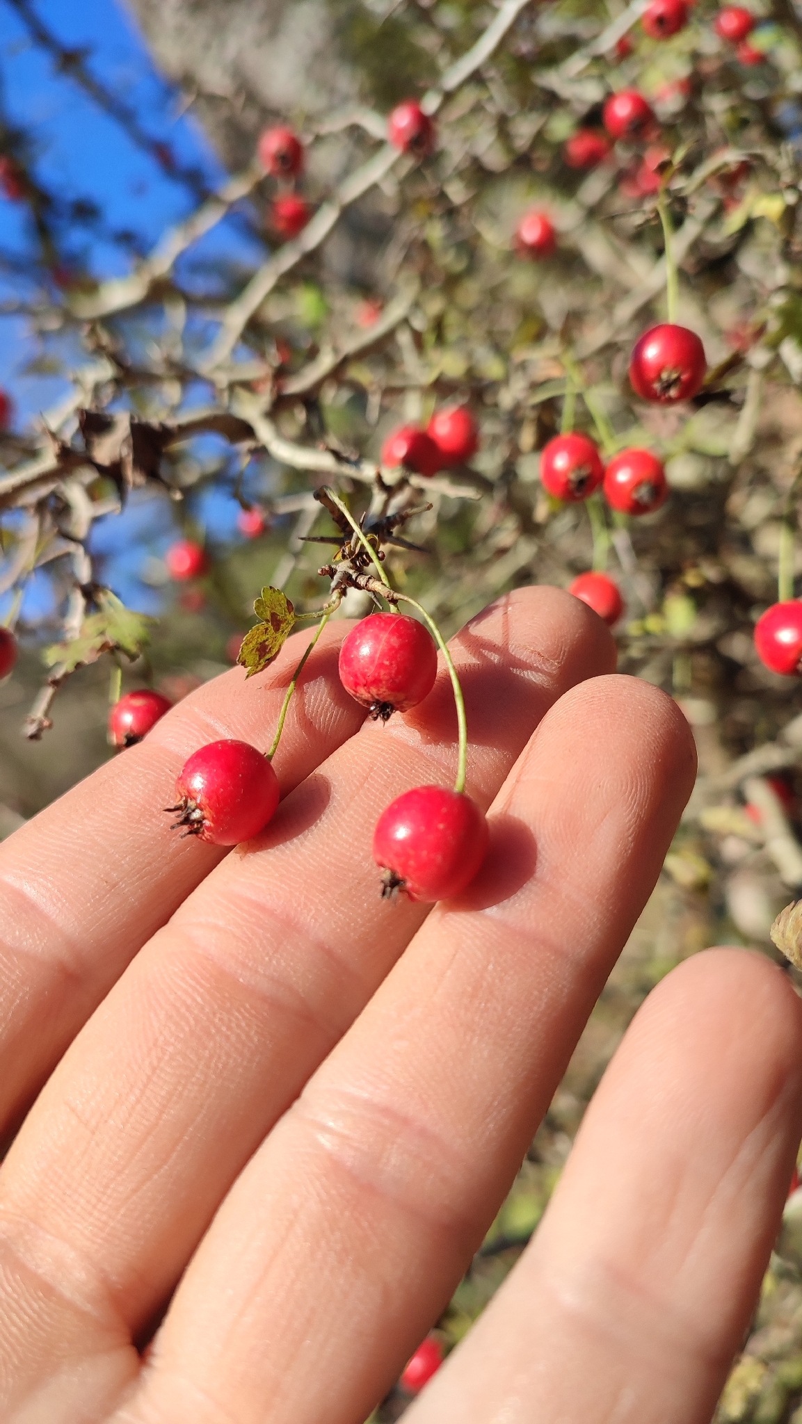 Small-Leaved Hawthorn (Crataegus microphylla)