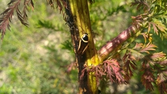 Pseudomops neglectus