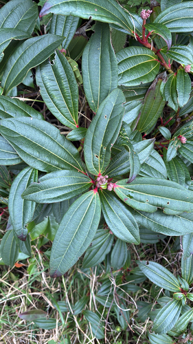 Viburnum davidii (Viburnum davidii)