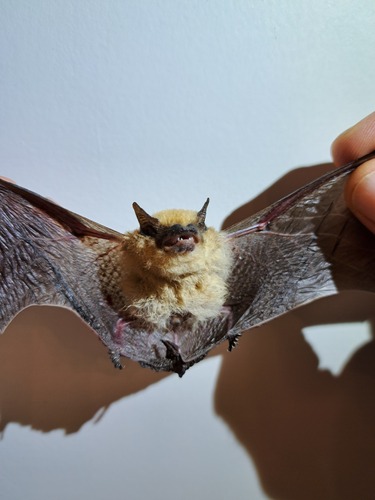 Sind Bat (Rhyneptesicus nasutus) — Least Concern Mammalia