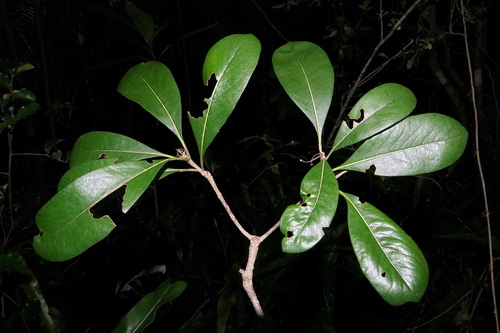 Pittosporum pancheri observed 2025-11-16