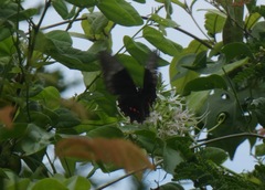 Heraclides rogeri rogeri