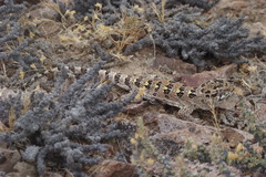 Bibron's Iguana photo 3