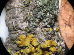 Phaeophyscia nigricans