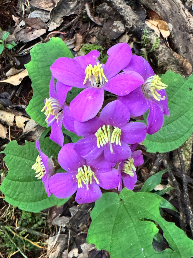 Gravesia rosea