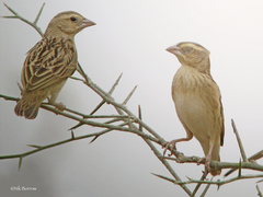 Euplectes franciscanus