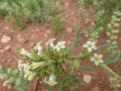 Ipomopsis spicata
