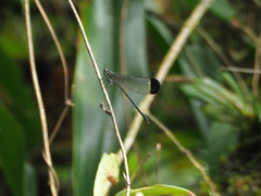 Polythoridae