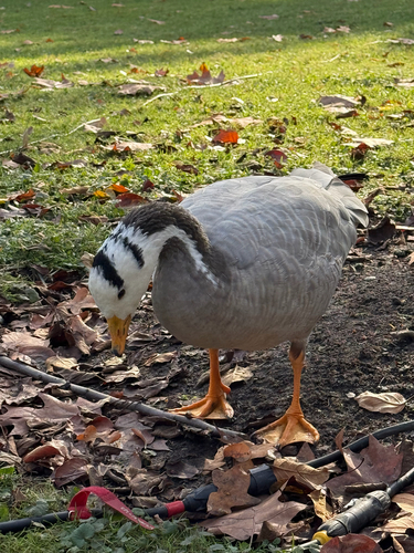 Ánsar indio (Anser indicus)