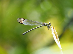 Polythoridae