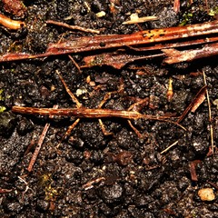 Hesperophasmatini