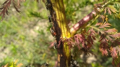 Pseudomops neglectus