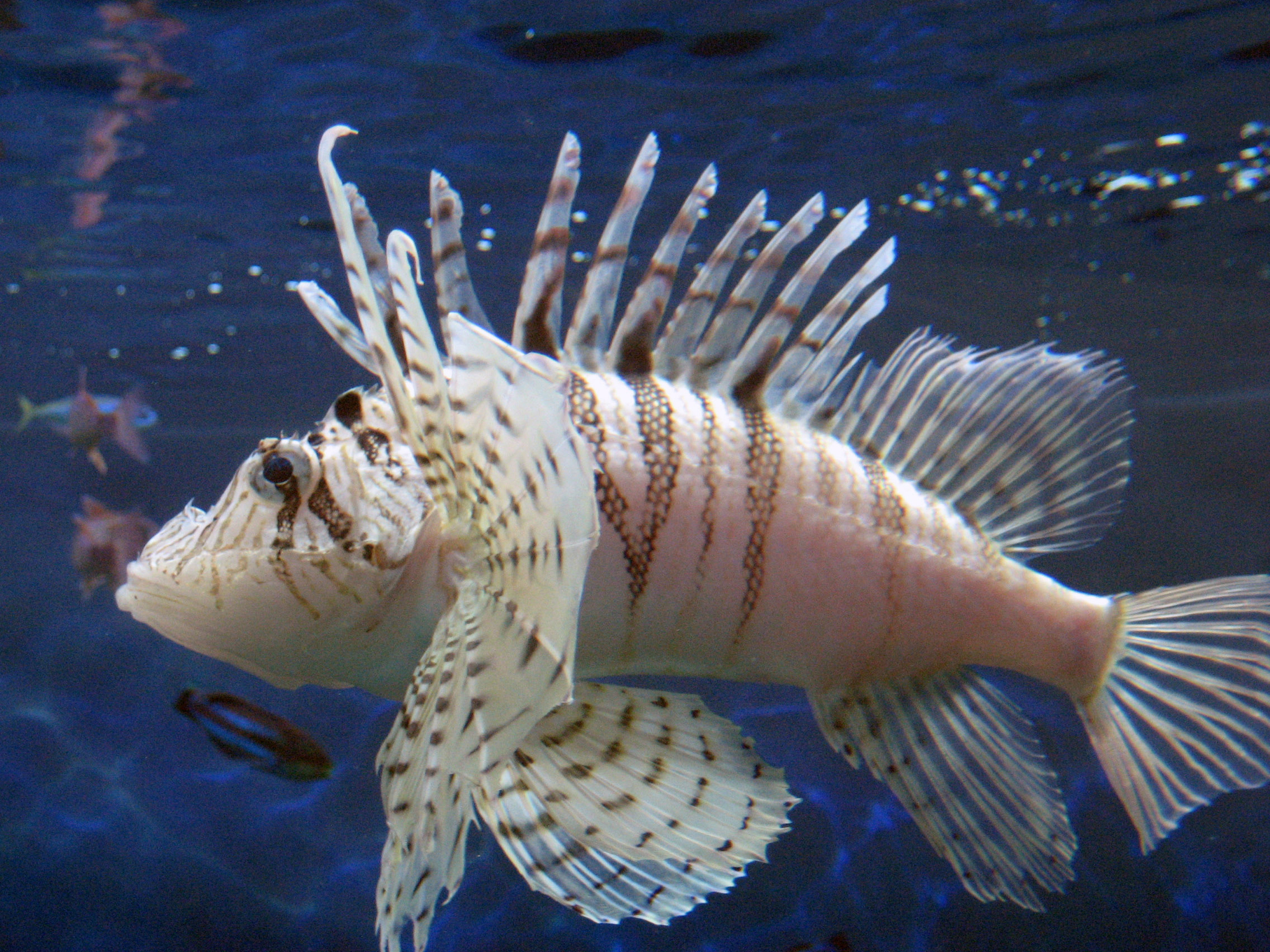 ミノカサゴ (Pterois lunulata) · iNaturalist