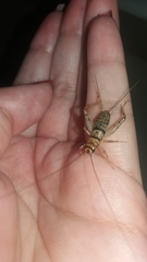 Gryllodes sigillatus