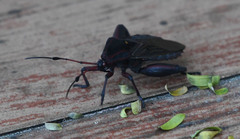Pachylis pharaonis