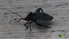 Pachylis pharaonis
